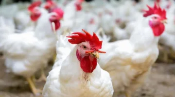 أزمة الدواجن.. حزب العدل يكشف أسباب ارتفاع الأسعار وظاهرة التشوهات الهيكلية بالسوق